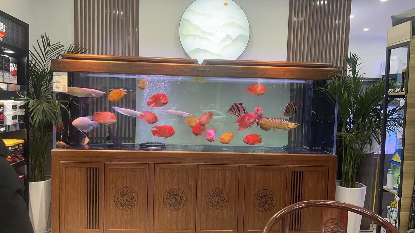 宜春開水族店怎么樣？加盟祥龍魚場賣龍魚市場怎樣？
