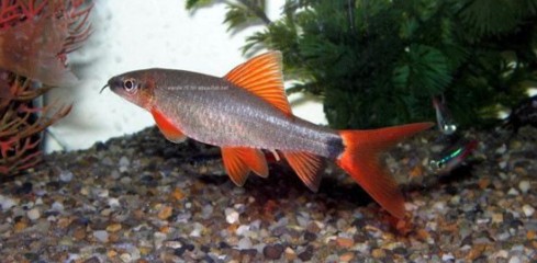 紅龍魚掉眼最嚴(yán)重圖片欣賞（紅龍魚掉眼最嚴(yán)重圖片欣賞大全）