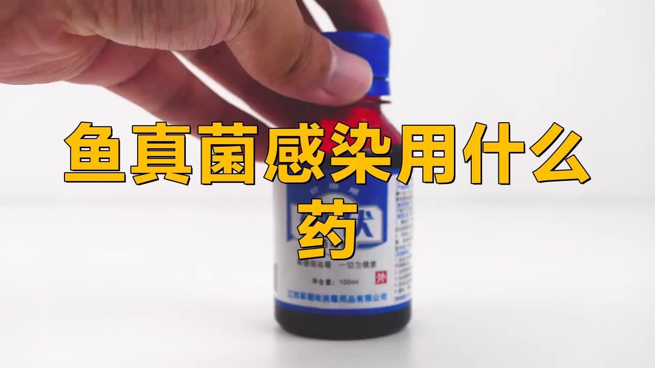 龍魚真菌病最怕三個藥是什么