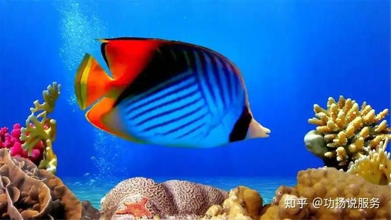 托克托開水族店怎么樣？加盟祥龍魚場賣龍魚市場怎樣？