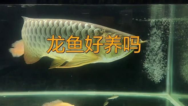 向陽開水族店怎么樣？加盟祥龍魚場賣龍魚市場怎樣？