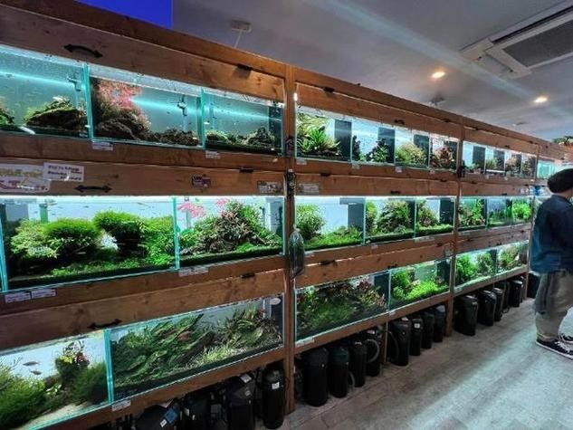 南充開水族店怎么樣？加盟祥龍魚場賣龍魚市場怎樣？