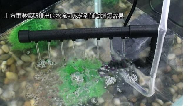 魚缸的水有點渾有影響么（如何快速凈化魚缸水質(zhì)？魚缸水渾濁的常見原因有哪些？）