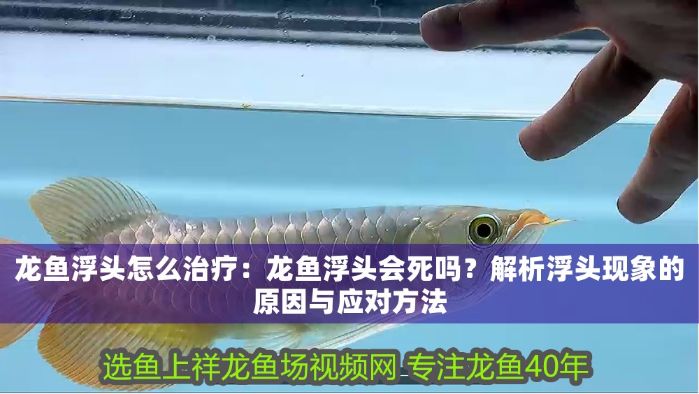 龍魚浮頭怎么治療：龍魚浮頭會死嗎？解析浮頭現象的原因與應對方法