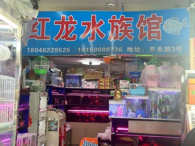 黔江開水族店怎么樣？加盟祥龍魚場賣龍魚市場怎樣？