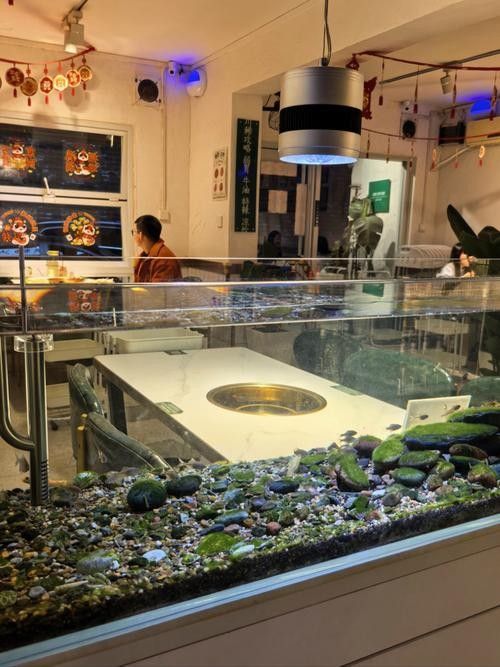 館陶開水族店怎么樣？加盟祥龍魚場賣龍魚市場怎樣？