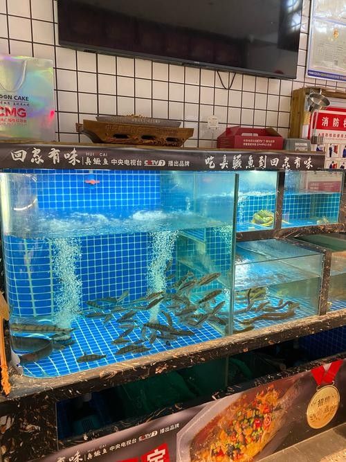 洋浦開水族店怎么樣？加盟祥龍魚場賣龍魚市場怎樣？