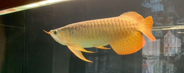 什么龍魚不掉眼，如何預防龍魚掉眼
