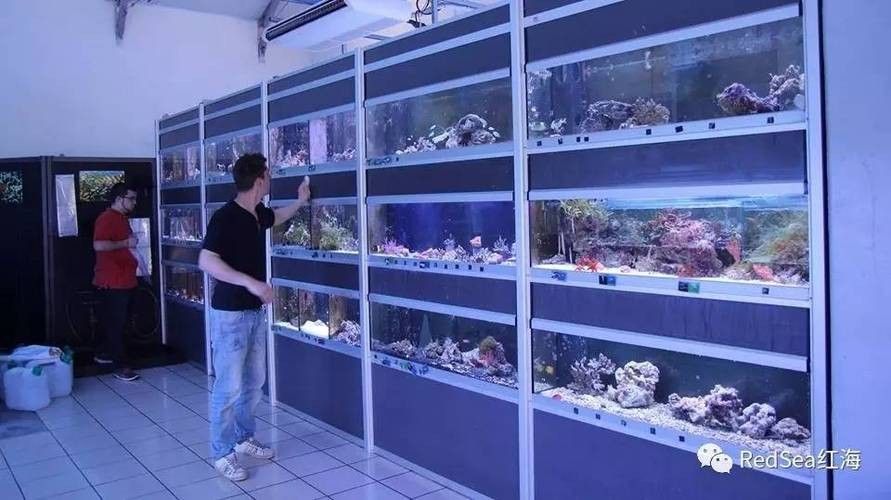 法庫開水族店怎么樣？加盟祥龍魚場賣龍魚市場怎樣？