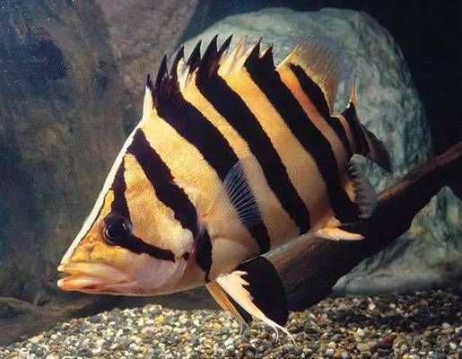 虎魚健康狀態判斷，如何判斷虎魚的健康狀況