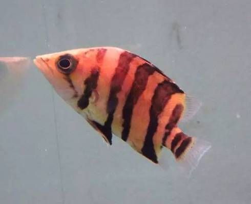 虎魚健康狀態判斷，如何判斷虎魚的健康狀況