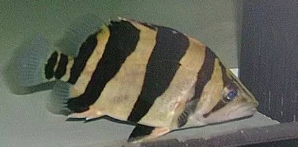 虎魚健康狀態判斷，如何判斷虎魚的健康狀況