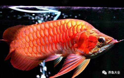 龍魚有病了用什么藥治療