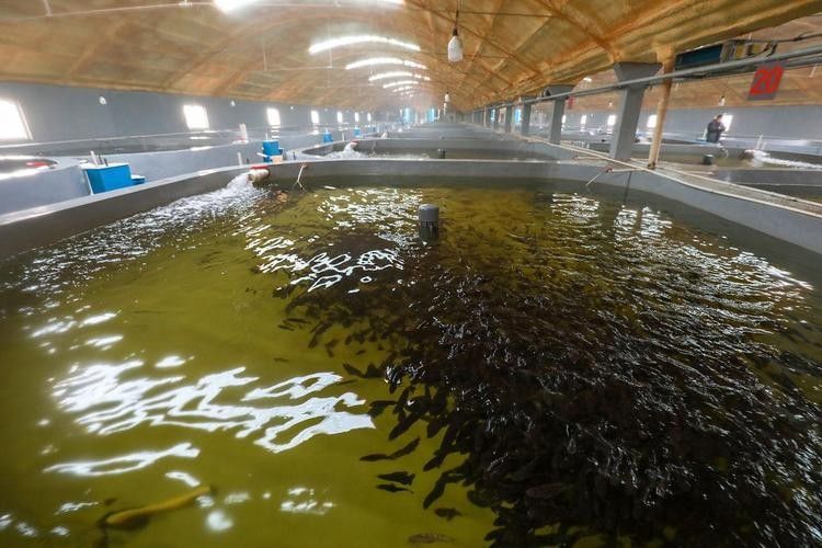 岑鞏開水族店怎么樣？加盟祥龍魚場賣龍魚市場怎樣？