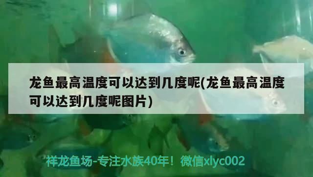 龍魚最高溫度可以達到幾度：龍魚養殖水溫管理技巧：龍魚養殖水溫管理技巧