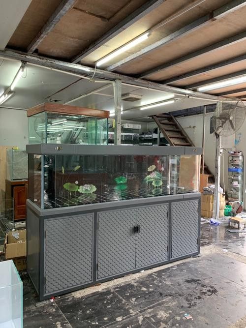 三水開水族店怎么樣？加盟祥龍魚場賣龍魚市場怎樣？