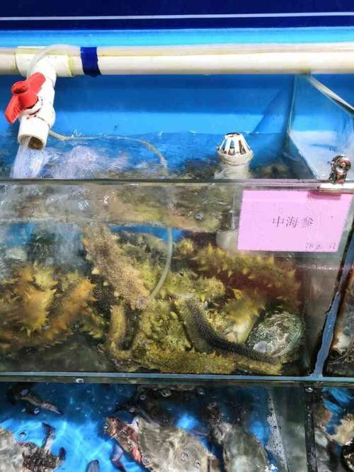 黃島開水族店怎么樣？加盟祥龍魚場賣龍魚市場怎樣？