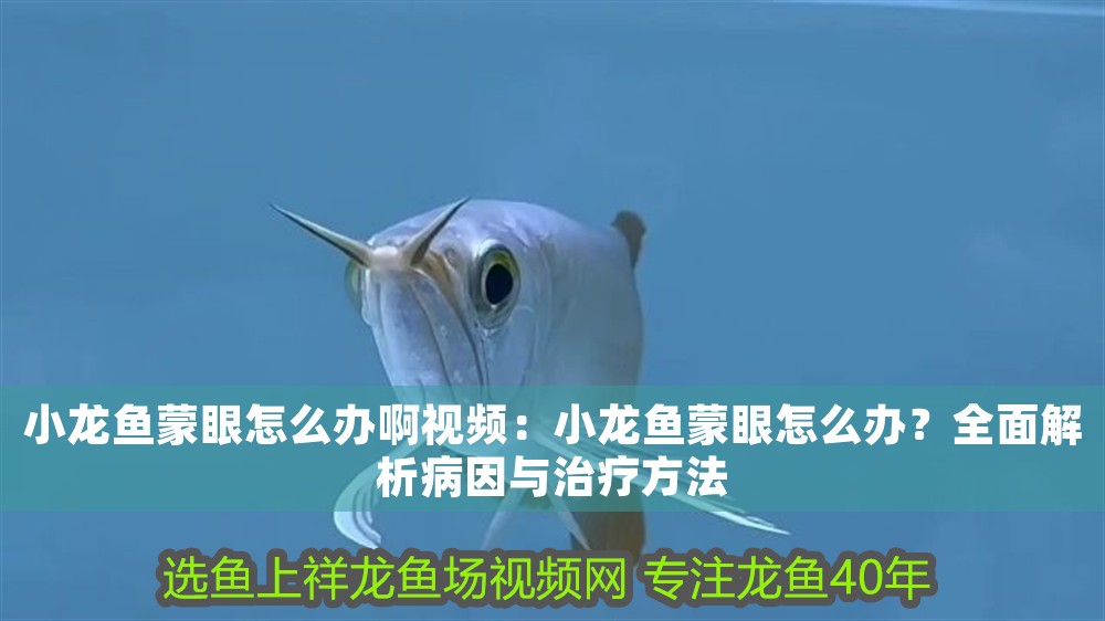 小龍魚蒙眼怎么辦啊視頻：小龍魚蒙眼怎么辦？全面解析病因與治療方法