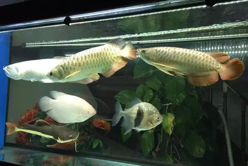 龍魚混養(yǎng)一般要多長時間才不打架？，龍魚混養(yǎng)在2個月左右時間內(nèi)可以達到不打架的狀態(tài)