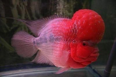 野生紅龍魚生活的環境和特點：如何挑選野生紅龍魚