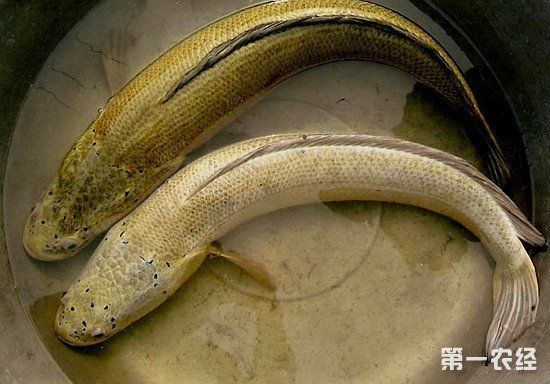白龍魚好養嗎怎么養的好：白龍魚好養嗎