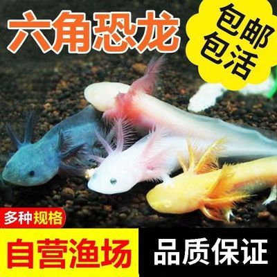 白龍魚好養嗎怎么養的好：白龍魚好養嗎