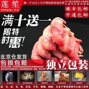 白龍魚好養嗎怎么養的好：白龍魚好養嗎