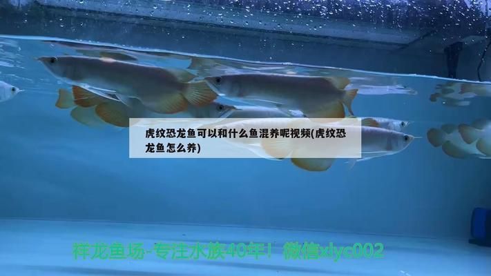 虎紋恐龍魚(yú)和什么魚(yú)混養(yǎng)好看（虎紋恐龍魚(yú)混養(yǎng)伴侶魚(yú)習(xí)性） 虎紋恐龍魚(yú)和什么魚(yú)混養(yǎng)好看（虎紋恐龍魚(yú)混養(yǎng)伴侶魚(yú)習(xí)性） 龍魚(yú)百科 第4張