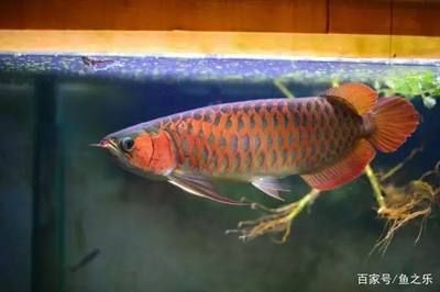 養龍魚犯不犯法（養銀龍魚是否違法）