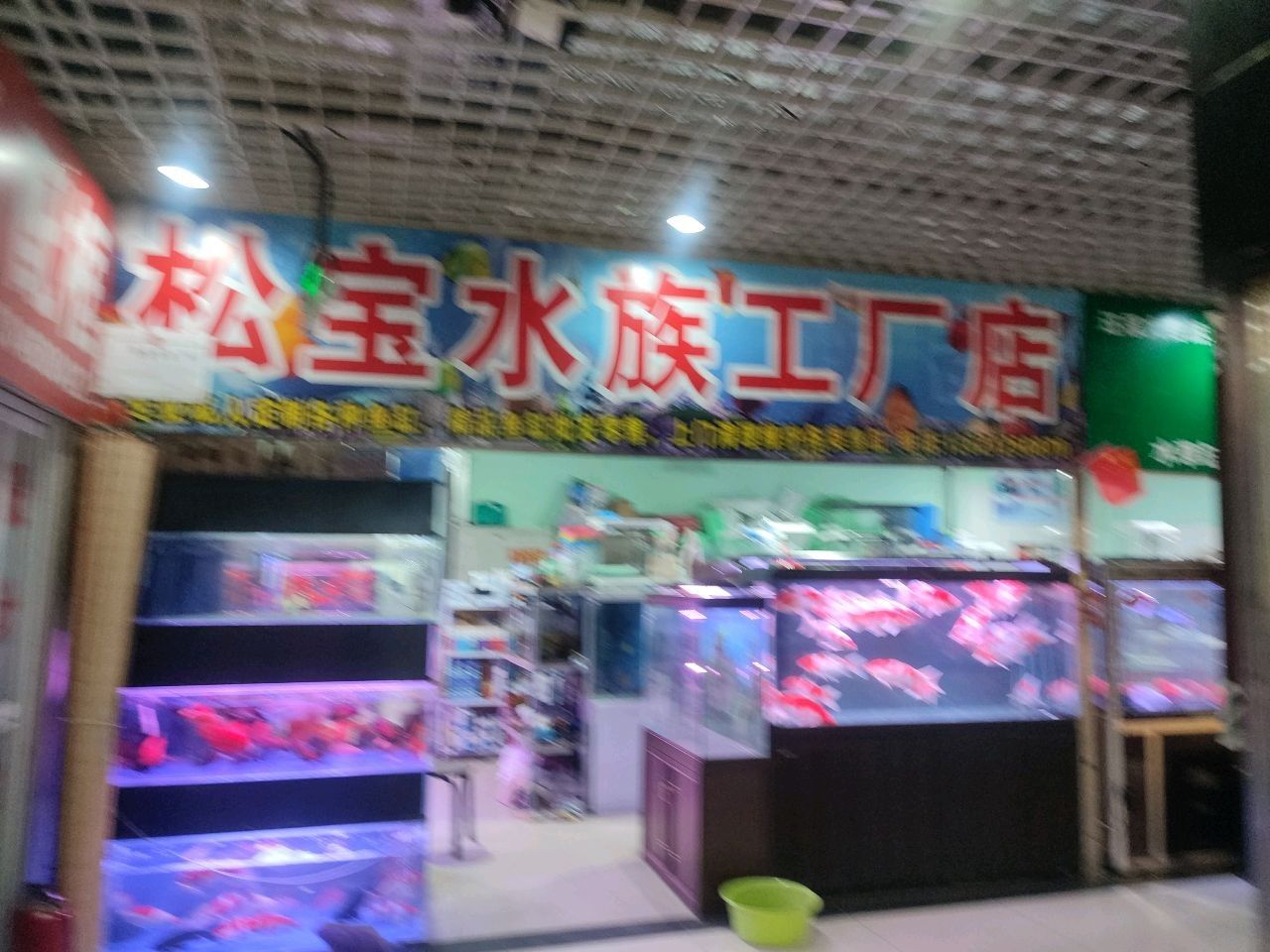 昌平開水族店怎么樣？加盟祥龍魚場賣龍魚市場怎樣？