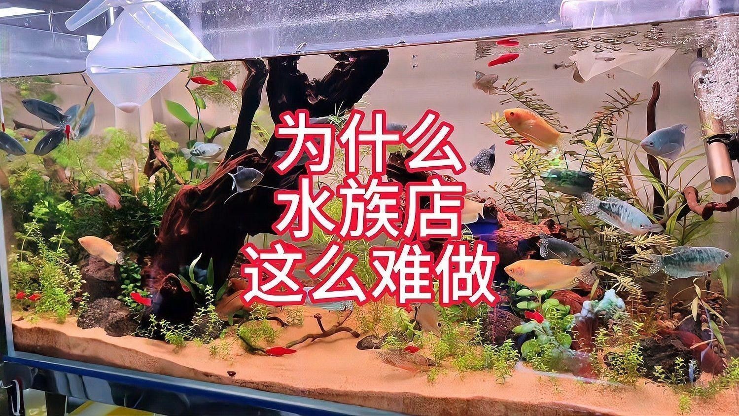 西和開水族店怎么樣？加盟祥龍魚場賣龍魚市場怎樣？