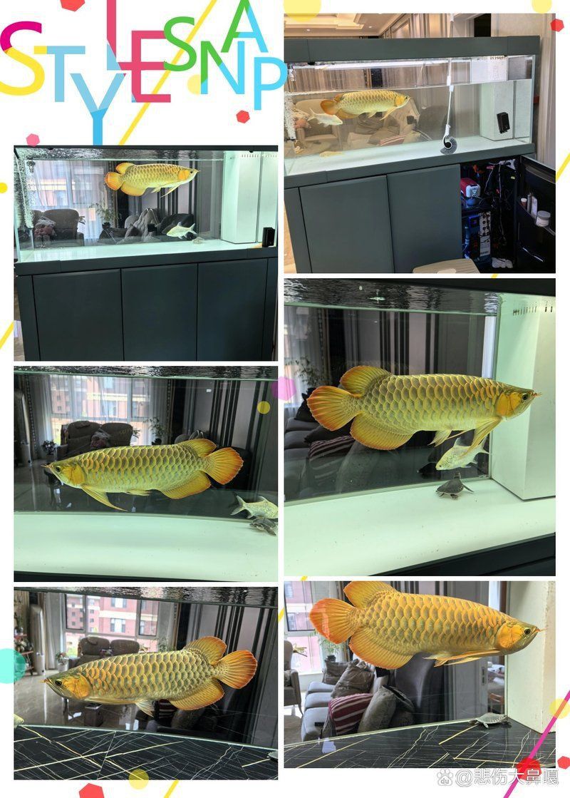 日本龍魚最忌3種顏色