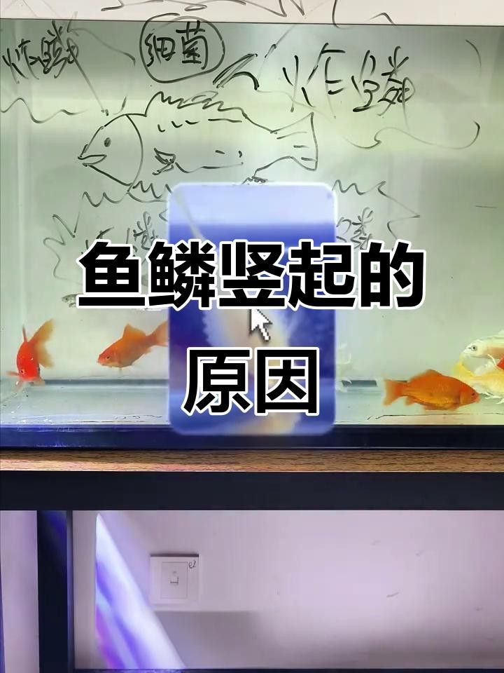 紅龍魚炸鱗如何治療？