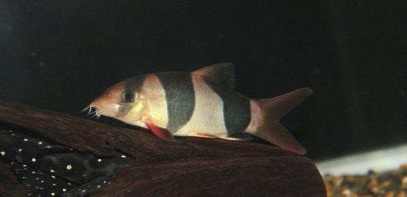 龍魚多大開始爬背：如何判斷龍魚爬背是否正常
