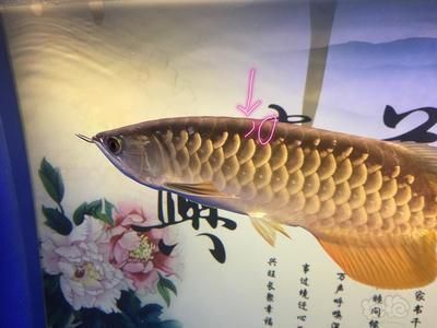 龍魚多大開始爬背：如何判斷龍魚爬背是否正常