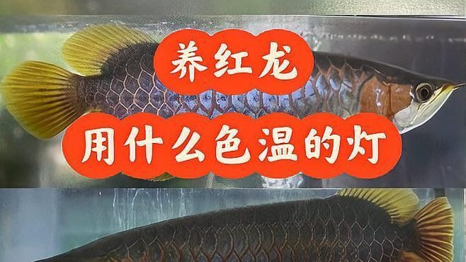 龍魚用什么顏色的燈好養呢