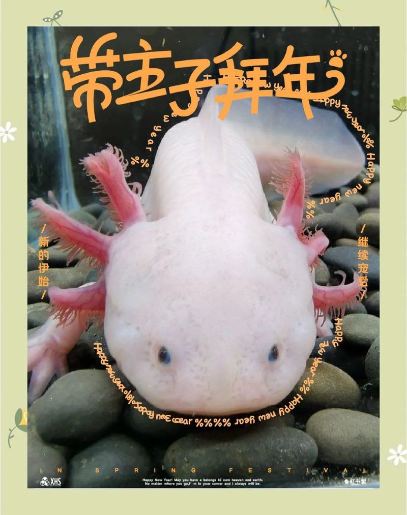 六角恐龍魚的最佳生長溫度是多少？