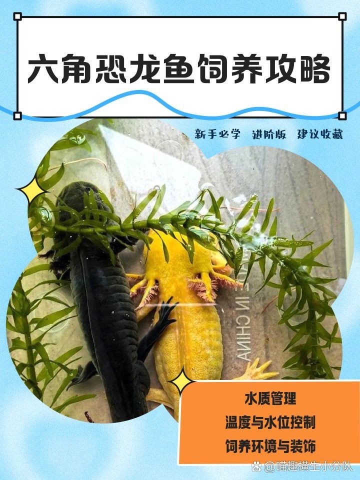 六角恐龍魚的最佳生長溫度是多少？