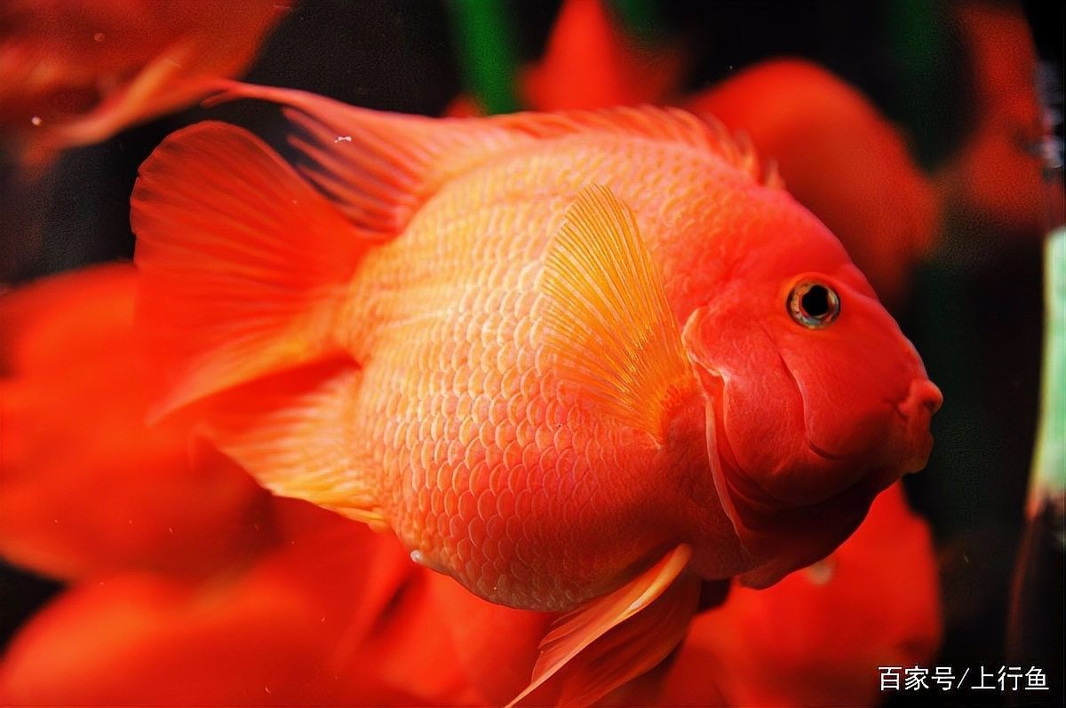 元寶開水族店怎么樣？加盟祥龍魚場賣龍魚市場怎樣？