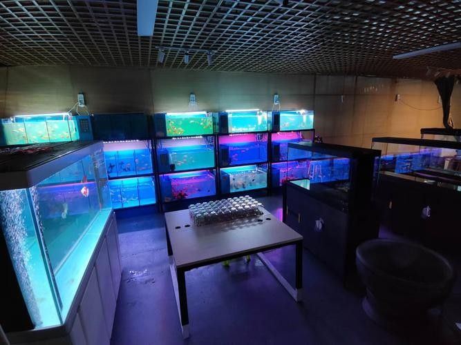 鎮康開水族店怎么樣？加盟祥龍魚場賣龍魚市場怎樣？