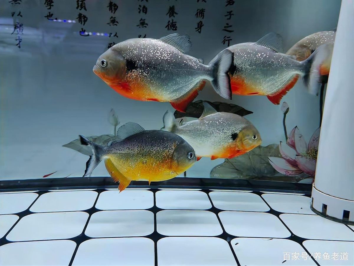 紫陽開水族店怎么樣？加盟祥龍魚場賣龍魚市場怎樣？