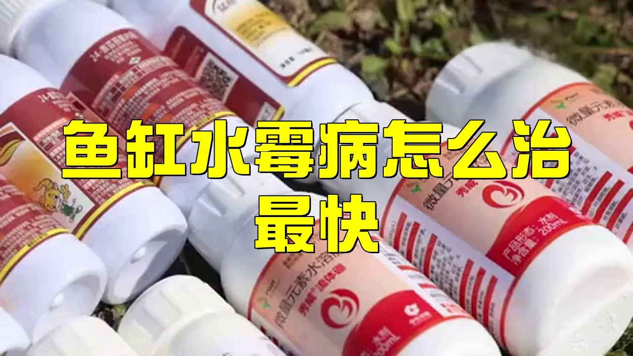 龍魚水霉病多久能治好？