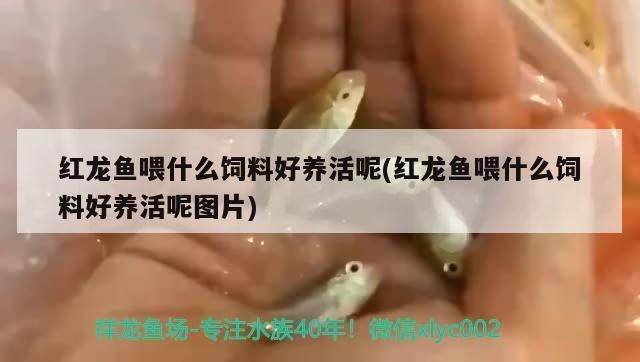 魚缸用增氧泵價格是多少:魚缸增氧機-xtrac增氧機-xtrac增氧機 紅龍魚怎么調理狀態好些呢(紅龍魚怎么調理狀態好些呢視頻) 龍魚百科 紅龍魚怎么調理狀態好些呢(紅龍魚怎么調理狀態好些呢視頻) 紅龍魚怎么調理狀態好些呢(紅龍魚怎么調理狀態好些呢視頻) 龍魚百科