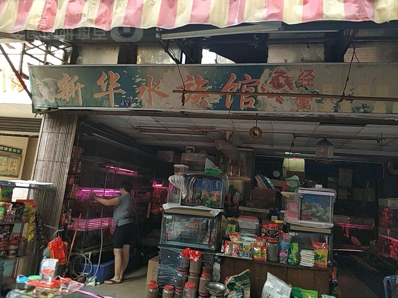 新華開水族店怎么樣？加盟祥龍魚場賣龍魚市場怎樣？