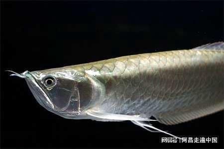 龍魚味道怎么樣好聞嗎：淡水魚與海水魚味道區別，