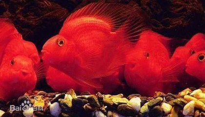 紅財神魚可以和紅龍魚混養嗎：紅財神魚可以與紅龍魚混養嗎？