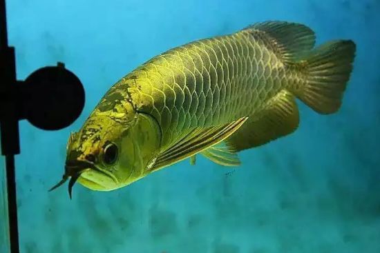 龍魚缸配什么魚好養(yǎng)活：幾種適合與龍魚混養(yǎng)的魚類