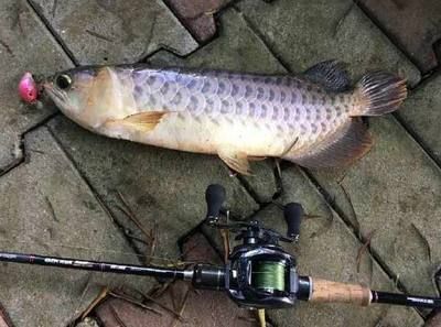 龍魚眼睛上有個小白點怎么辦：龍魚眼睛上出現小白點可能是由于多種原因引起的，請注意治療