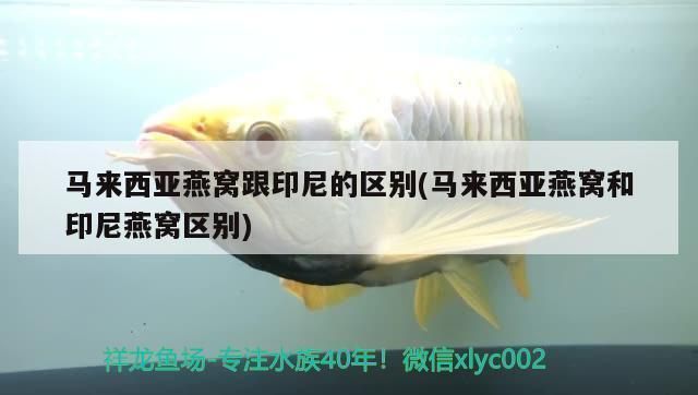 虎紋恐龍魚有牙齒嗎（虎紋恐龍魚牙齒的種類區(qū)別，） 虎紋恐龍魚有牙齒嗎（虎紋恐龍魚牙齒的種類區(qū)別，） 龍魚百科 第4張