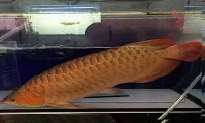 金龍魚爛身【如何預(yù)防金龍魚爛身】